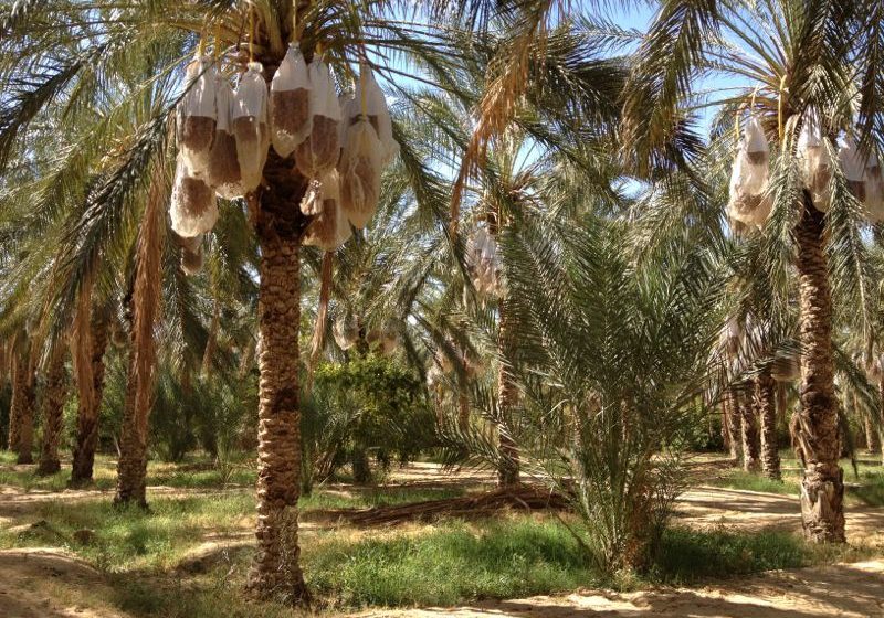  La culture du palmier dattier entre au patrimoine de l’UNESCO