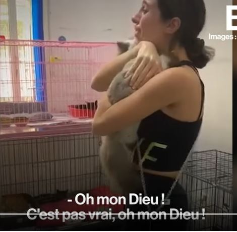  Liban : Une association a secouru 94 animaux de compagnie et a retrouvé les propriétaires de 80 autres