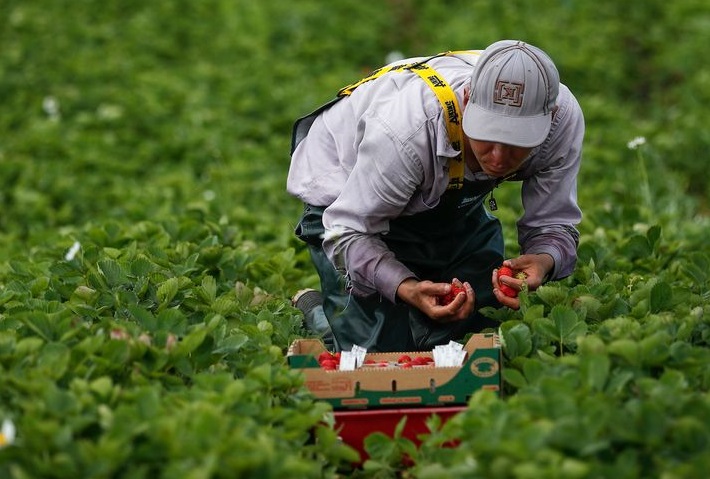  260 Marocains en renfort pour les agriculteurs français malgré la pandémie