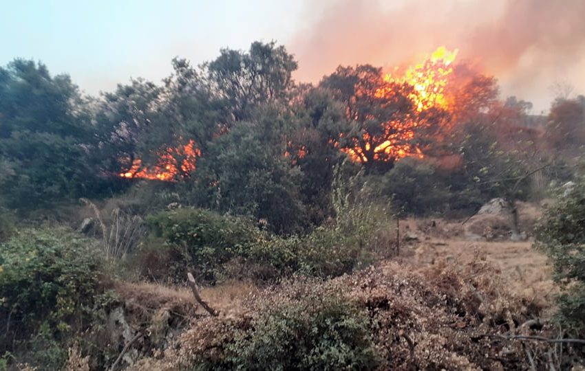  Algérie : la plupart des feux de forêt sont « désormais maîtrisés »