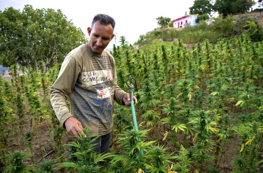  Maroc. Mise en place d’un cadre légal des usages licites du cannabis