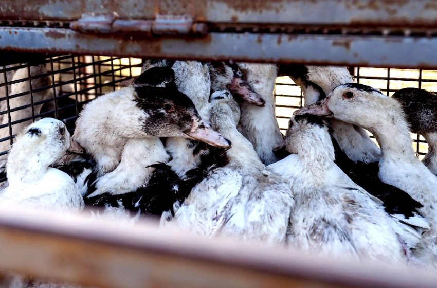  Grippe aviaire : feu vert de l’Etat pour changer les recettes de certains produits