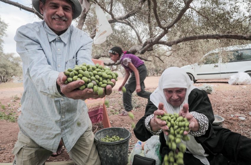  Bayt Mal Al-Qods. Lancement de  la campagne “Aouna 2022” pour la récolte des olives