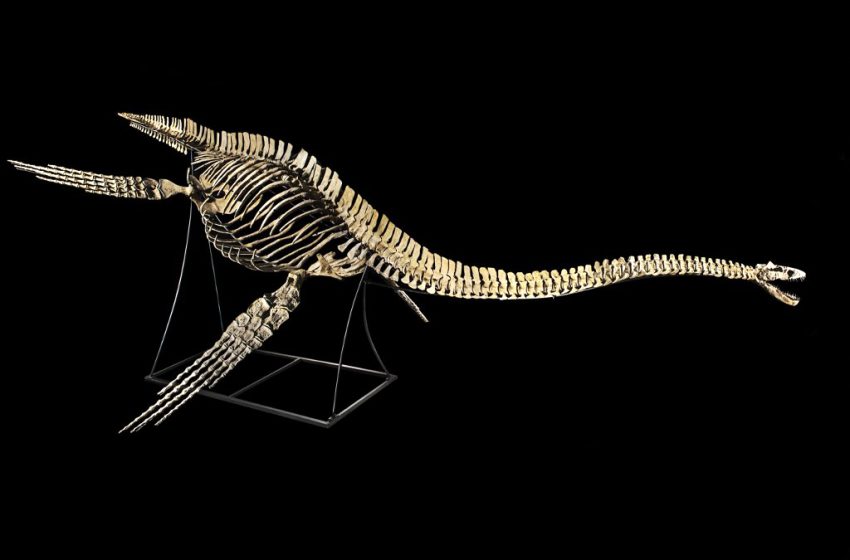  Découverte deux nouveaux types de dinosaures au Maroc